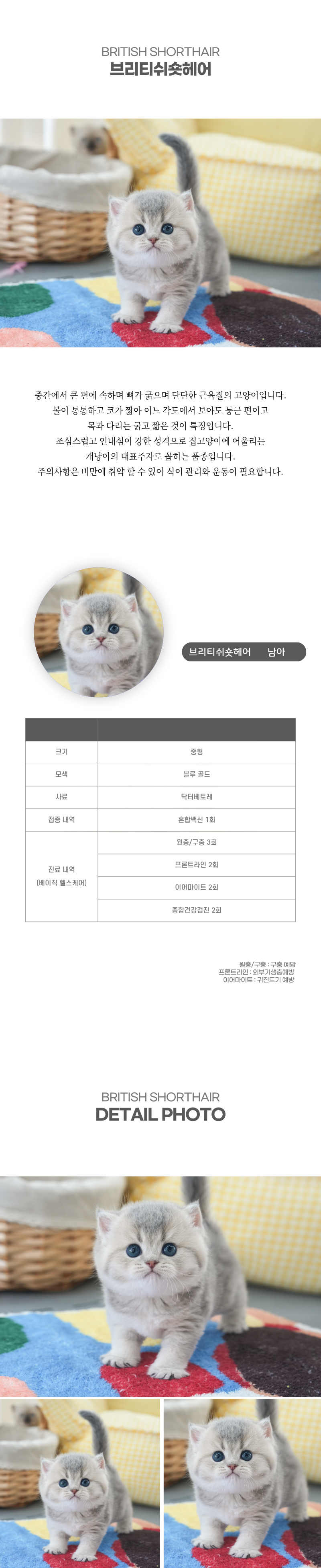 브리티쉬숏헤어_상세이미지_2